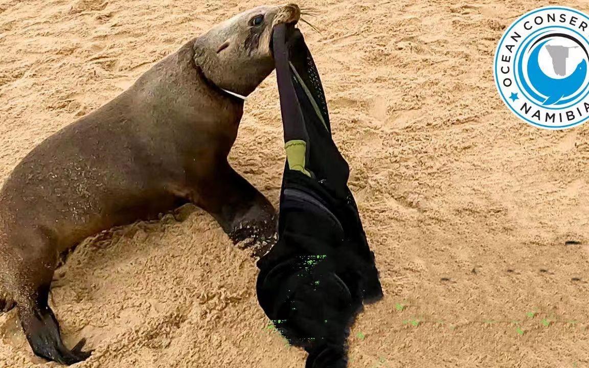 乐鱼官方网站-短跑开局超越博尔特